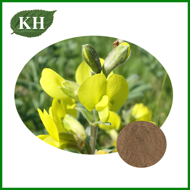 Thermopsis Lanceolata Extract